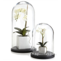 Cloche en verre transparent dôme avec fleur